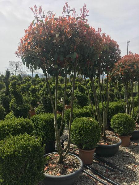 Multi-stemmed Photinia Fraseri Red Robin trees - these are crown lifted to create this unique shape, buy UK.