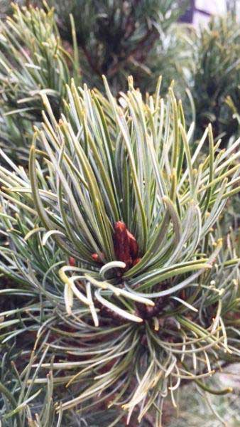 Pinus Parviflora Tempelhof or Tempelhof Japanese White Pine for sale online, UK delivery