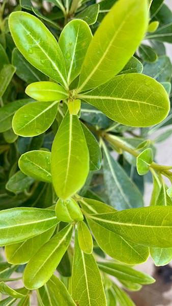 Pittosporum Tobira Nana, Dwarf Shrubs, Paramount Plants and Gardens