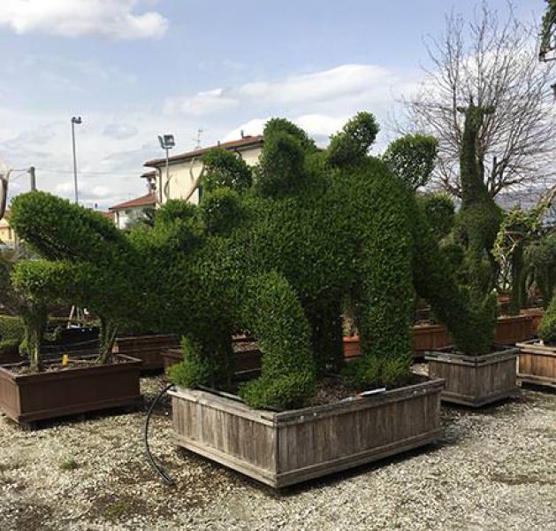 Dinosaur Topiary Tree, Stegosaurus shaped topiary from Ligustrum Jonandrum, for sale online with UK delivery.