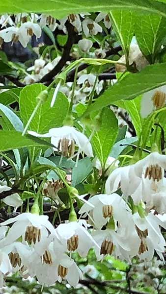 Styrax Japonicus Fragrant Fountain is also known as Snowbell shrub, very fragrant variety with beautiful white flowers, for sale online UK delivery