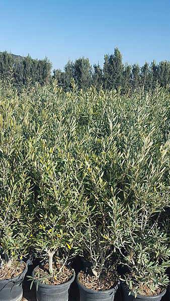 olive tree shrubs, the perfect shape and size for creating an evergreen olive hedge