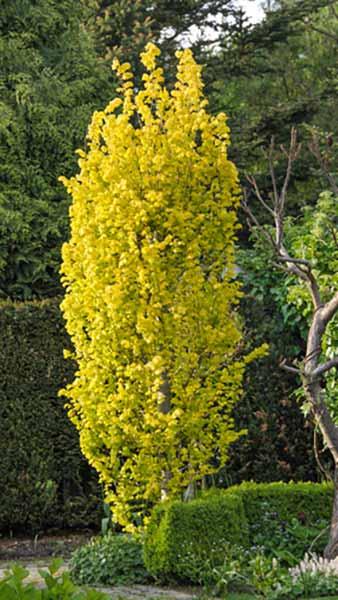Ulmus Hollandica Wredei or Upright Golden Elm, a disease resistant elm with a narrow upright habit and beautiful golden-yellow infused foliage