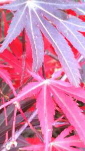Acer Palmatum Chitoseyama, Paramount Plants and Gardens, North London UK