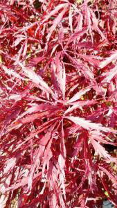 Acer Palmatum Dissectum Garnet, Paramount Plants and Gardens, Acer Specialists London