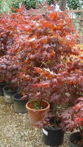Acer Palmatum Fireglow, buy Japanese Acers online