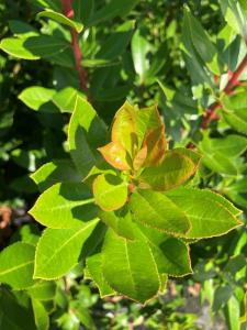 Arbutus Unedo, SHRUB SPECIALISTS, Paramount Plants and Gardens, Enfield, London, UK
