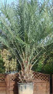 Butia Capitata, HARDY PALMS, PALM TREE SPECIALISTS, Paramount Plants and Gardens, UK