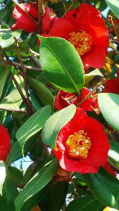 Camellia Japonica, evergreen shrubs, Paramount Plants and Gardens UK