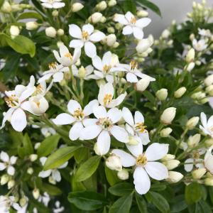 Choisya Ternata, Shrubs to buy, London UK. Buy our shrubs in London at our garden centre and online with nationwide delivery UK.