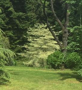 Cornus Contraversa Variegated, Paramount Plants and Gardens