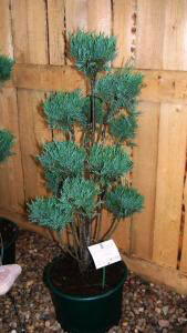 scopulorum juniperus moonglow bonsai topiary