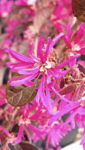 Loropetalum Chinense Fire Dance