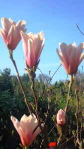 Magnolia Heaven Scent, Magnolias, London UK
