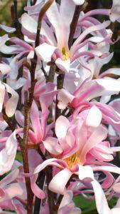 Magnolia Loebneri Leonard Messel, specialist magnolia nursery, London UK