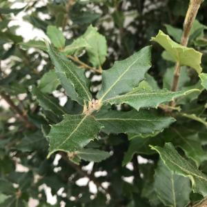 Quercus Ilex, evergreen tree, specialist nursery, London UK