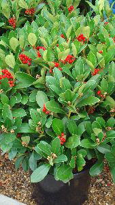 Skimmia Japonica - Obsession available from London garden centre - buy online UK