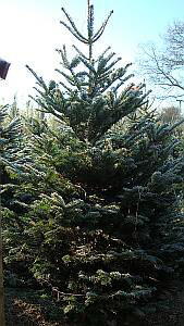 Nordman Fir Christmas Trees to Buy, Premium Quality Cut Xmas Trees