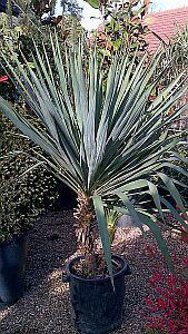 Yucca Gloriosa, HARDY SUCCULENTS, Paramount Plants and Gardens UK