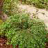 Tsuga Canadensis Jeddeloh is also known as Eastern Hemlock Jeddeloh or Dwarf Hemlock, for sale online with UK delivery