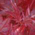 Acer Palmatum Red Emperor or Japanese Maple Red Emperor