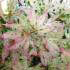 Acer Palmatum Ukigumo is a rare variety of variegated Acer - mature trees for sale UK