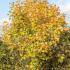 Acer Platanoides Deborah is also known as Norway Maple Deborah, fabulous foliage colour. We stock Mature Trees to buy online UK delivery,