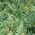 Athyrium Niponicum or the Japanese Painted Fern is available to buy from  Paramount Plants