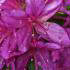 Azalea Girards Fuchsia - bushy, compact and an abundance of flowers