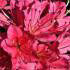 azalea stewartstonian red - profuse flowers and autumn colour