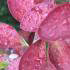 Berberis Red Rocket, deciduous shrub with stunning red coloured foliage, for sale online, UK delivery