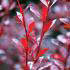 Berberis Thunbergii F Atropurpurea Red Chief or Japanese Barberry Red Chief is for sale online with UK delivery
