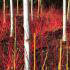 Betula albosinensis Fascination or Chinese Red Birch Tree buy UK.