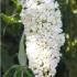 Buddleia davidii ‘White Profusion’ or Buddleja davidii ‘White Profusion’ also known as Butterfly Bush