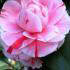 Camellia Japonica Comte De Gomer