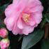 Camellia Japonica Spring Festival, pale pink flowering Camellia to buy online with UK delivery