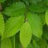 Carpinus Betulus Hedging - the Common Hornbeam hedge, buy online UK