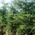 Cedar of Lebanon or Cedrus Libani is for sale at specimen tree specialists Paramount in North London, UK & online. 