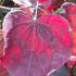 Cercis Canadensis also known as Forest Pansy, for sale online UK delivery.