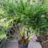 Chamaerops Humilis, Palm Trees, London Paramount Plants and Gardens, UK. Paramount, specialist London garden centre and online shop, UK