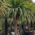 Cordyline Australis, hardy palms, palm tree specialists, Paramount Plants and Gardens,  Palm Trees London