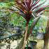 Purple New Zealand Cabbage Palm for sale at Hardy palm specialist nursery Paramount Plants, UK. We also sell online. 
