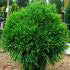 Cryptomeria Japonica Globosa Nana, Low growing conifers for sale at Paramount Plants and Gardens