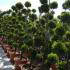 Cupressus Topiary Pom Pom Trees