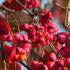 Euonymus Europaeus Red Cascade. Red Cascade Spindle Tree buy online from our UK garden centre.
