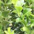 Euonymus Jean Hugues, evergreen shrubs for low hedging, for sale online, to buy UK