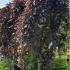 Fagus Sylvatica Purpurea Pendula or Weeping Purple Beech trees to buy online UK