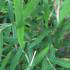 Fargesia Angustissima Bamboo foliage detail, for sale at our London plant centre, UK