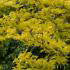Honey Locust Sunburst Tree. Gleditsia Triacanthos Sunburst trees buy UK