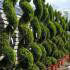 Cupressus Goldcrest Topiary Spirals also known as Lemon Cypress or Goldcrest Wilma, for sale from Paramount nursery UK